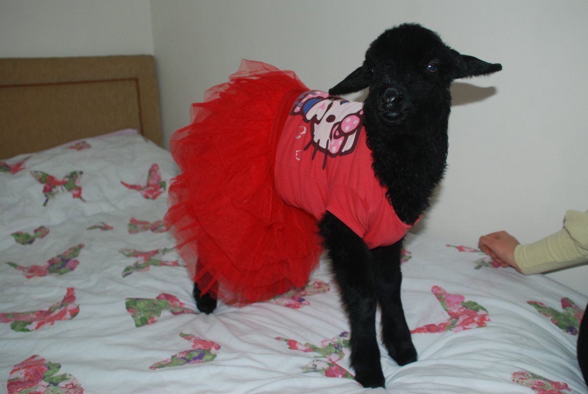 i Annesinin reddettiği kuzuyu sahiplendi