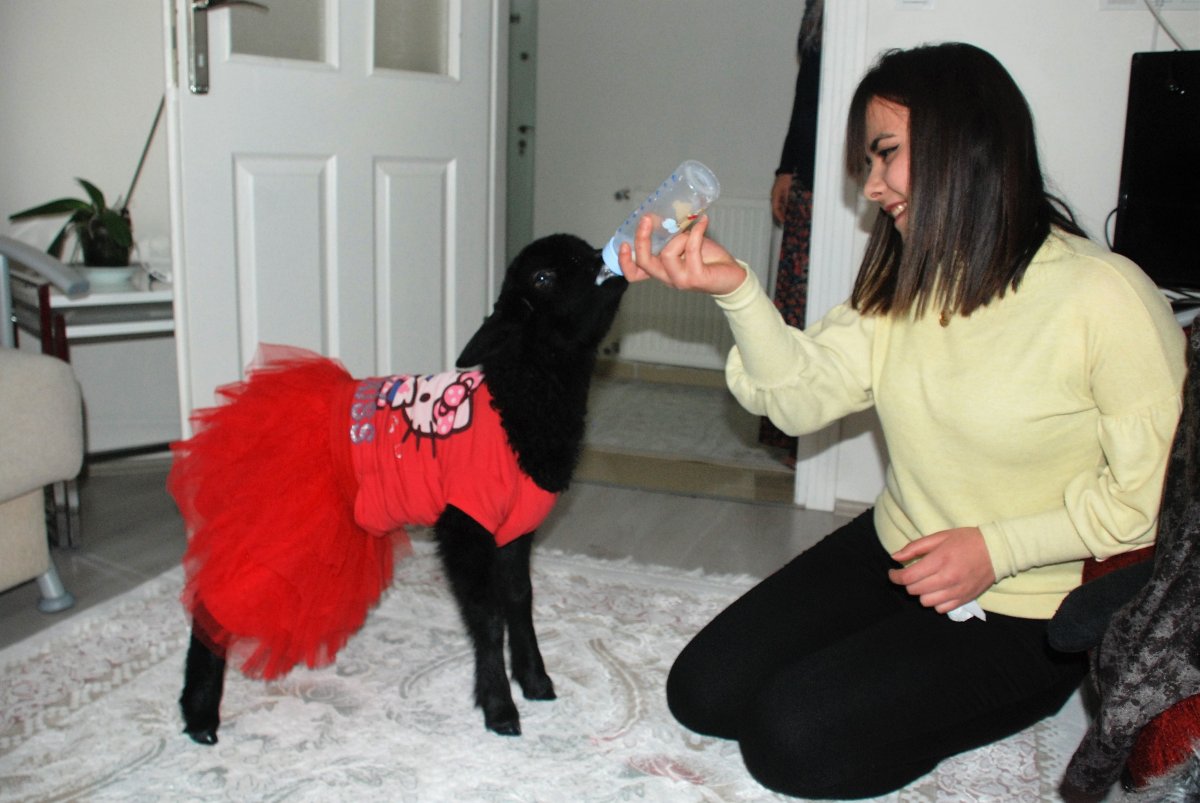 i Annesinin reddettiği kuzuyu sahiplendi