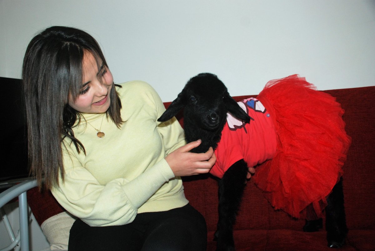 i Annesinin reddettiği kuzuyu sahiplendi