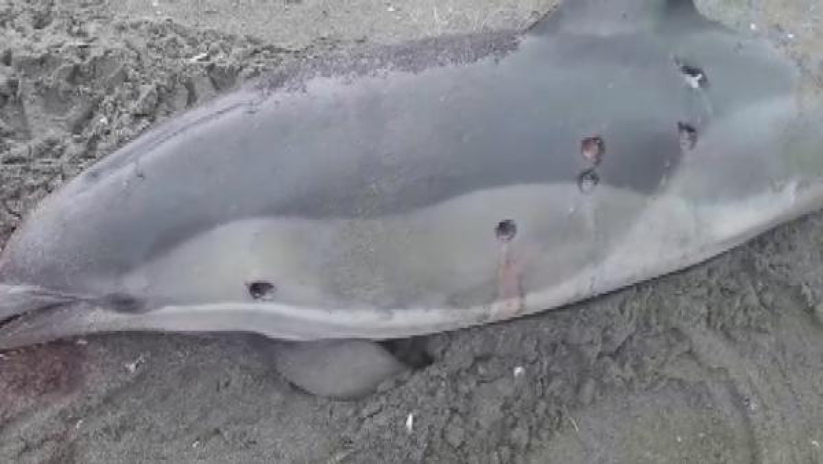 d Sakarya'da yunuslara ateş edip yüzgeçlerini kestiler