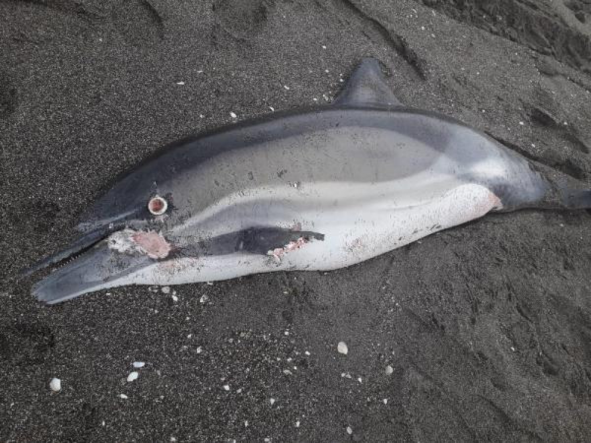d Sakarya'da yunuslara ateş edip yüzgeçlerini kestiler