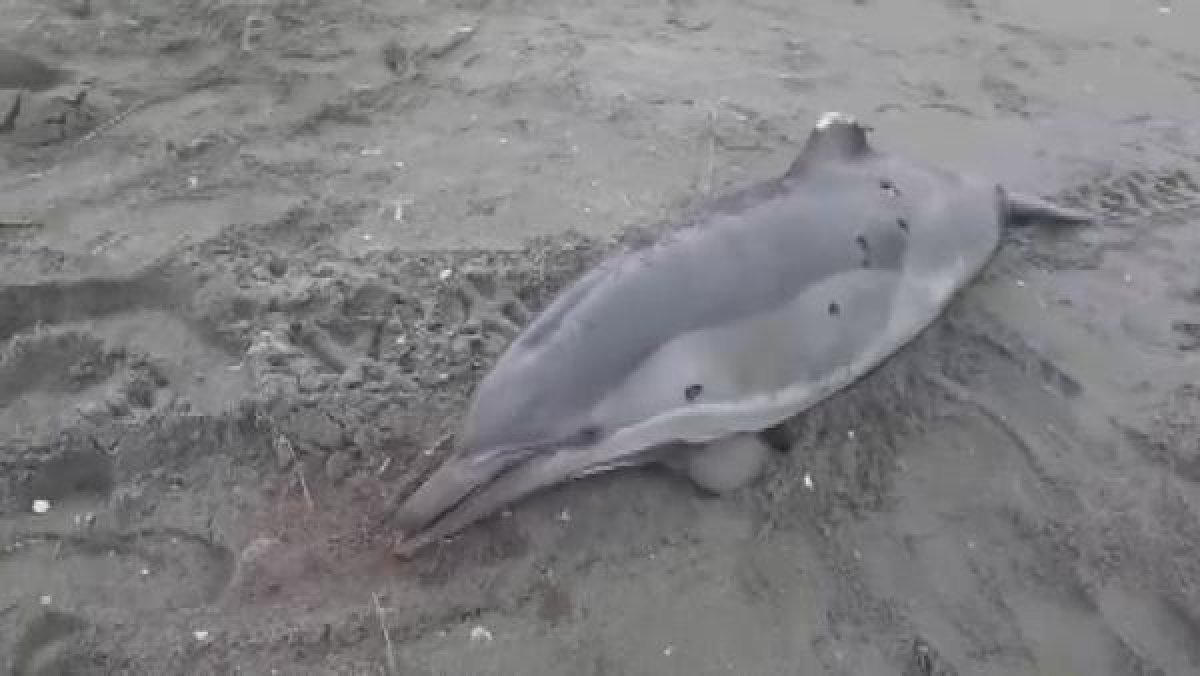 d Sakarya'da yunuslara ateş edip yüzgeçlerini kestiler