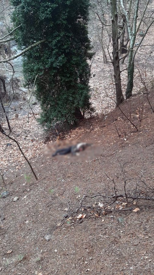 Kuma olmayı reddeden kadını öldüren adam tutuklandı