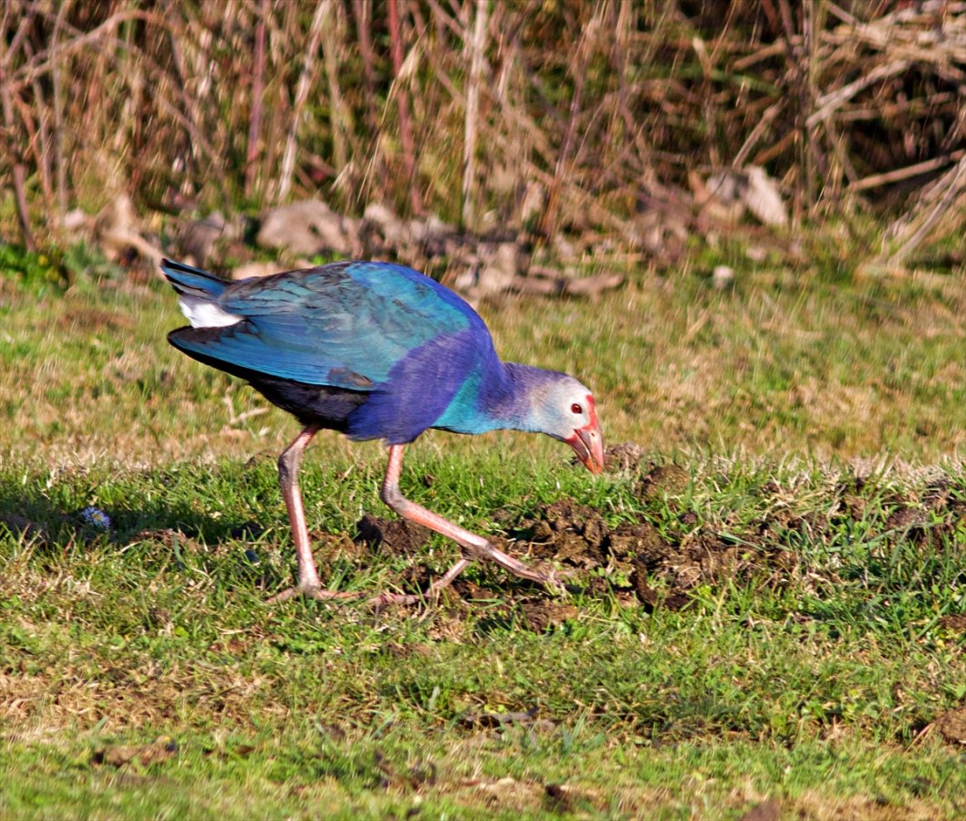 a Nesli tükenmekte olan saz horozları