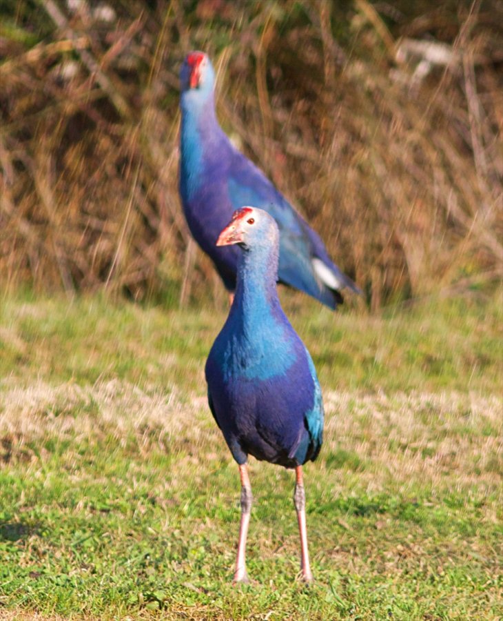a Nesli tükenmekte olan saz horozları