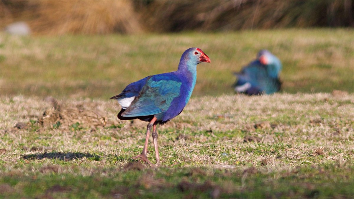 a Nesli tükenmekte olan saz horozları