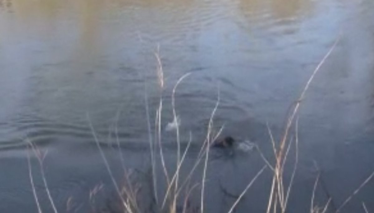 Yunanistan'dan yüzerek dönen mülteciler