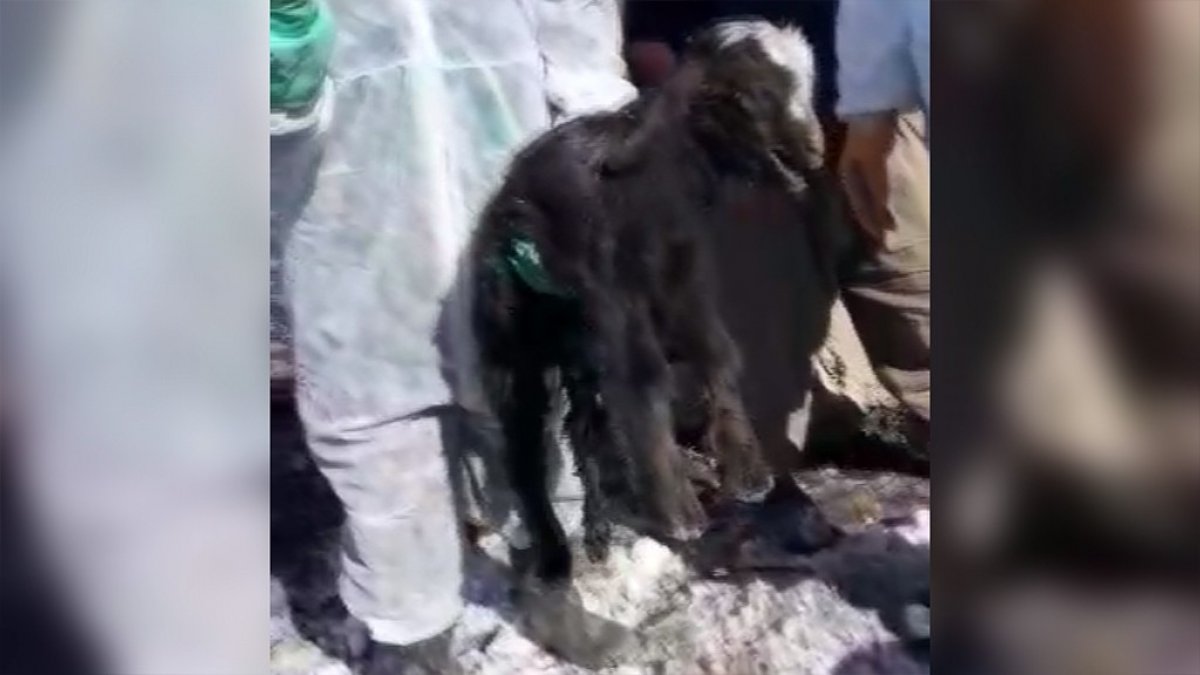 i Göçük altından 14 gün sonra canlı çıkan oğlak