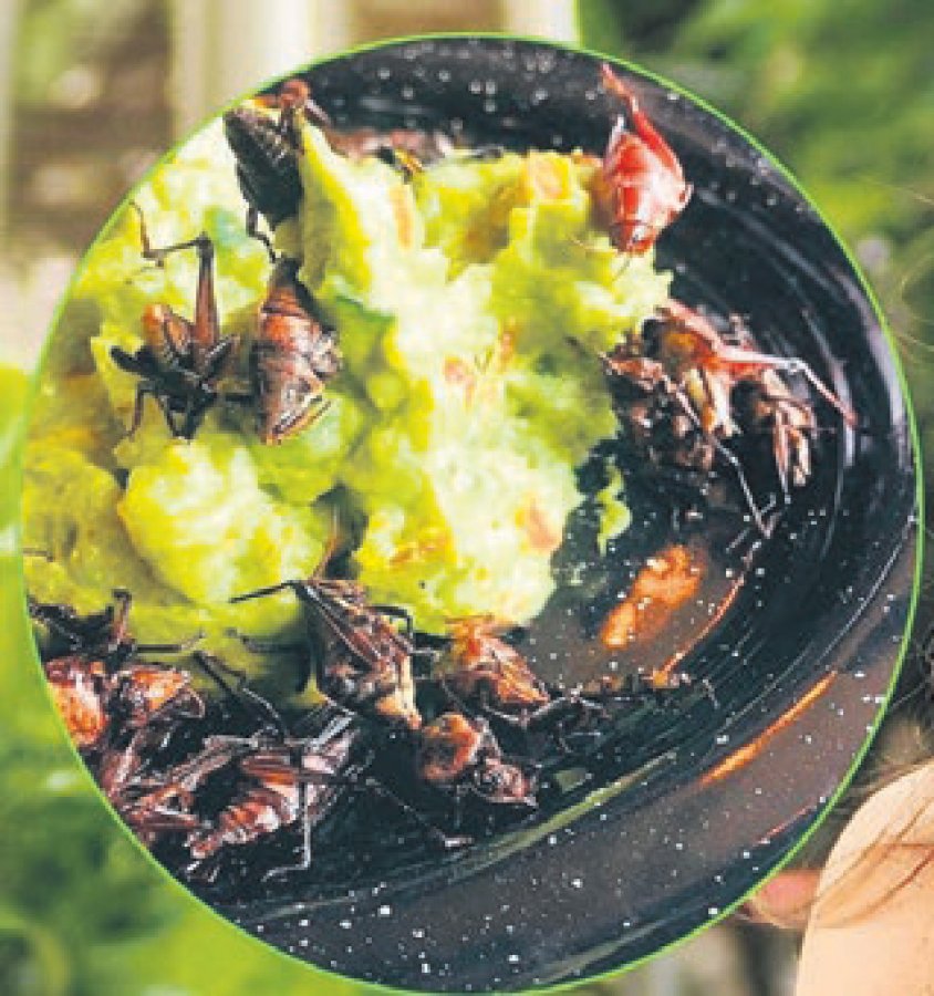 Eda Taşpınar çekirgenin tadını anlattı