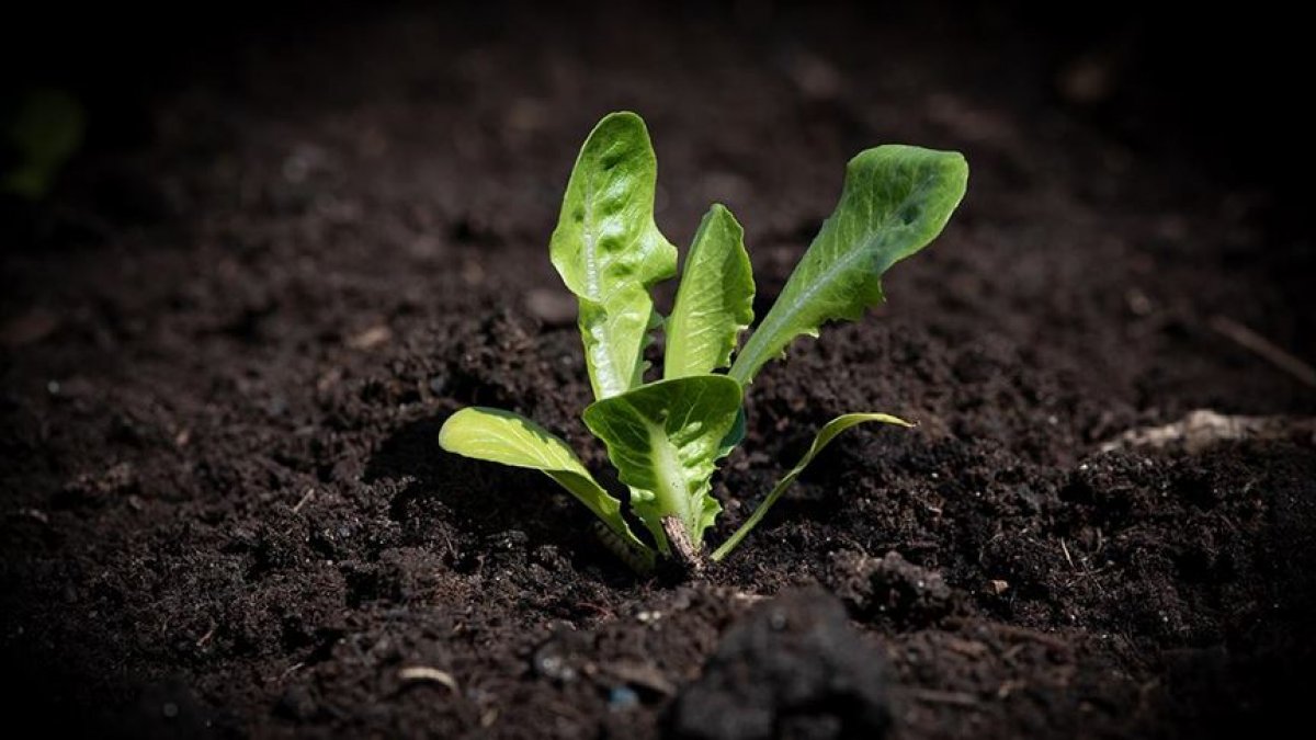 Astronotlar: Uzayda yetiştirilen marul besleyici ve güvenli