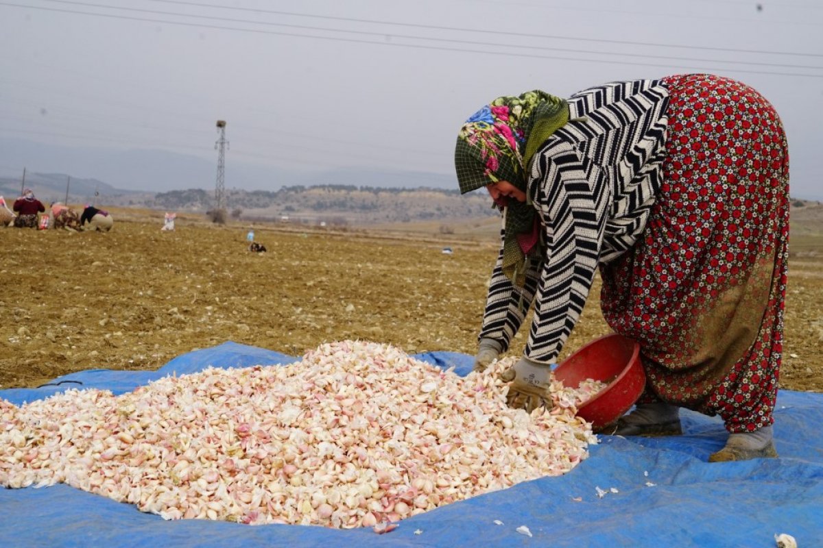 i Sarımsak fiyatını ikiye katladı