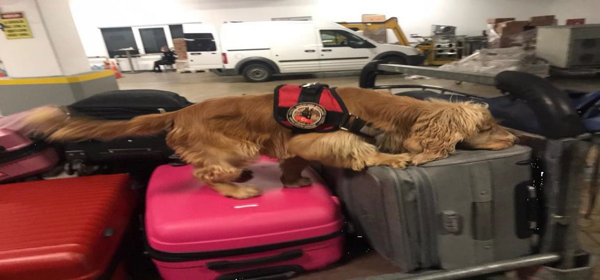 i Antalya'da havalimanında uyuşturucu madde kontrolü