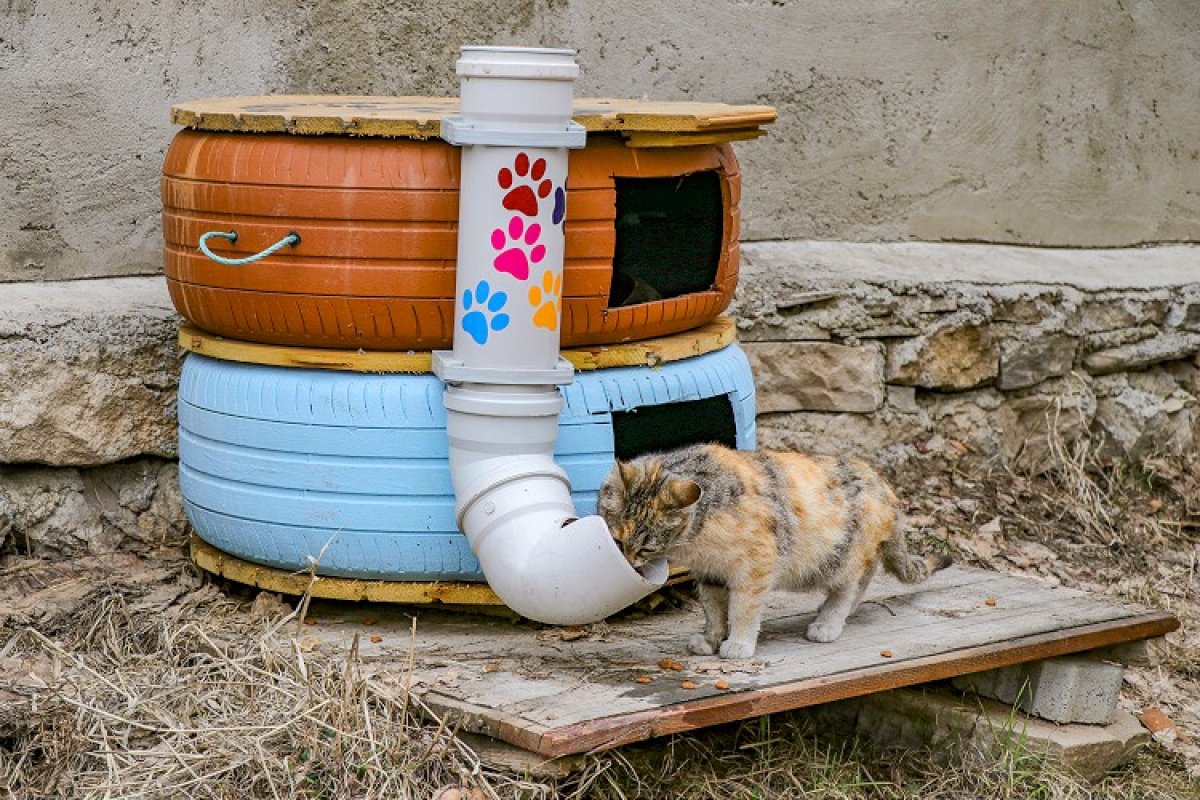 a Sokaklarda yalnız kalan hayvanlar unutulmadı