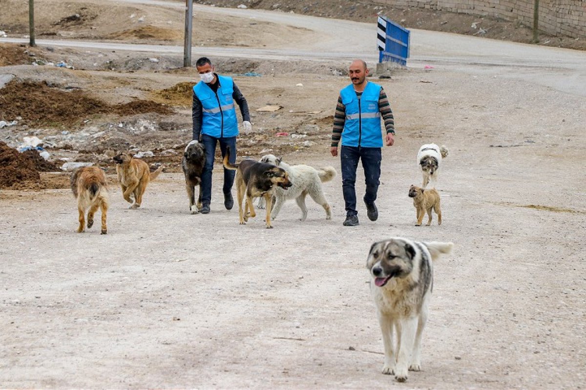 a Sokaklarda yalnız kalan hayvanlar unutulmadı