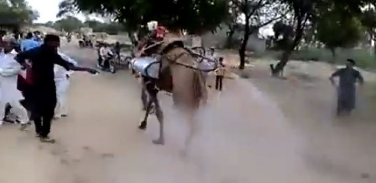 Koronavirüse karşı deveyle ilaçlama