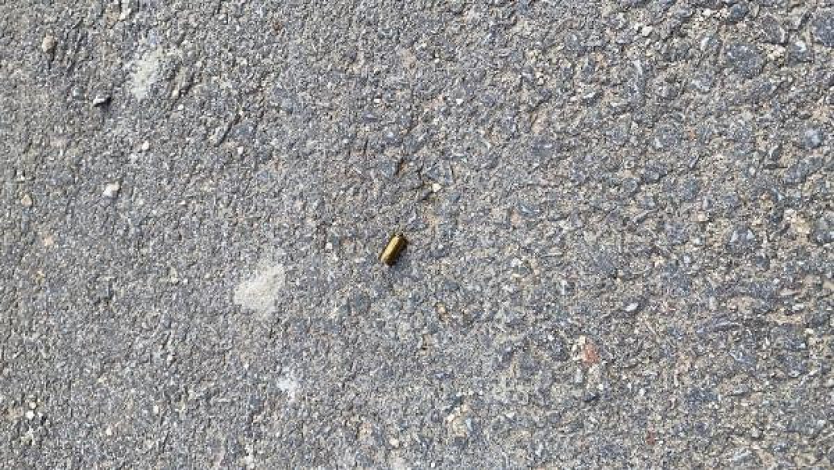 d Sokak köpeklerine silahla ateş açtı, birini öldürdü