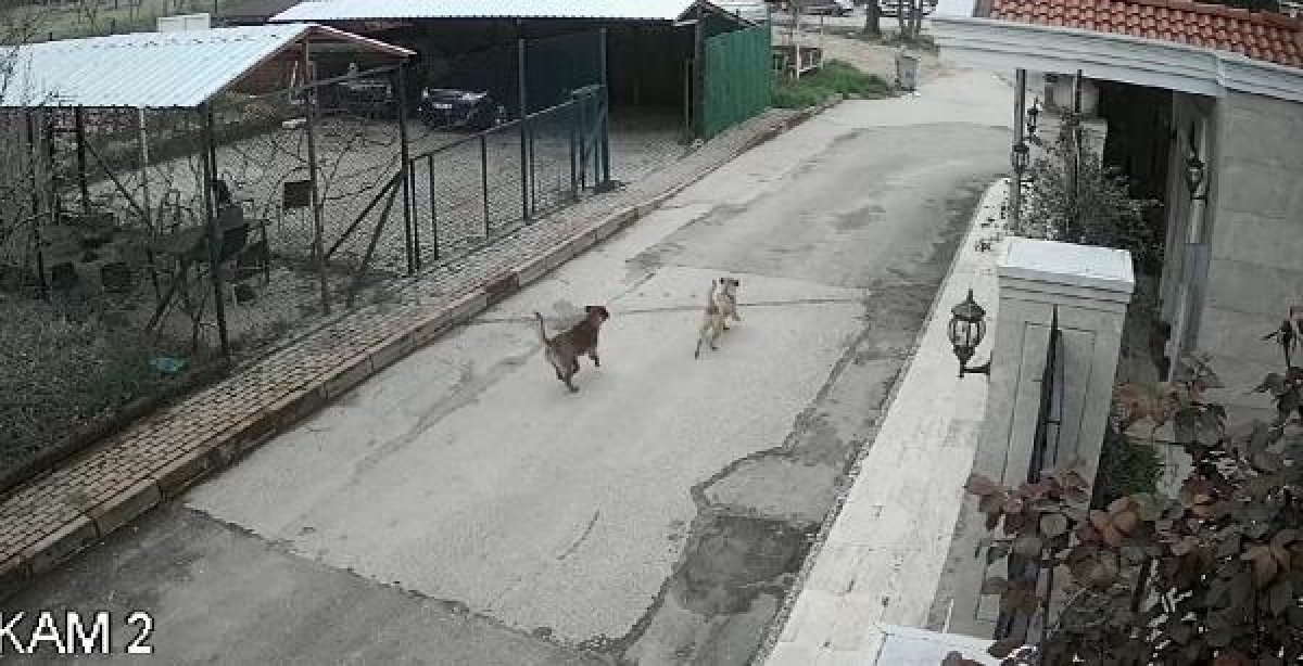 d Sokak köpeklerine silahla ateş açtı, birini öldürdü