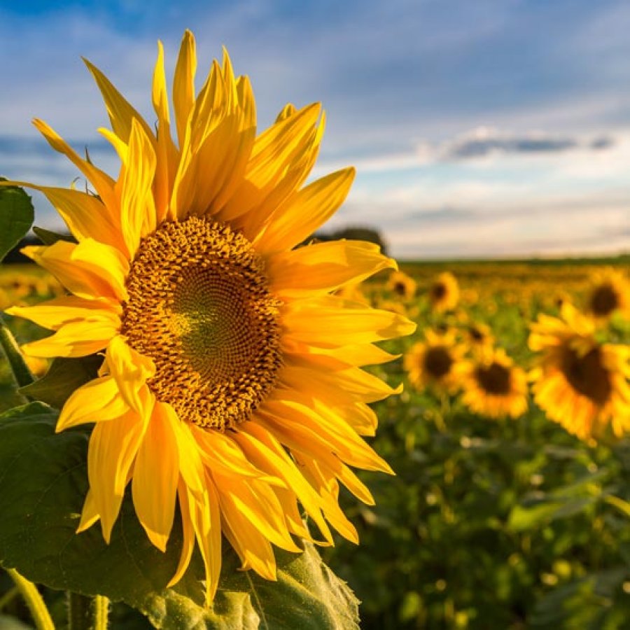 Günebakan çiçeği nedir