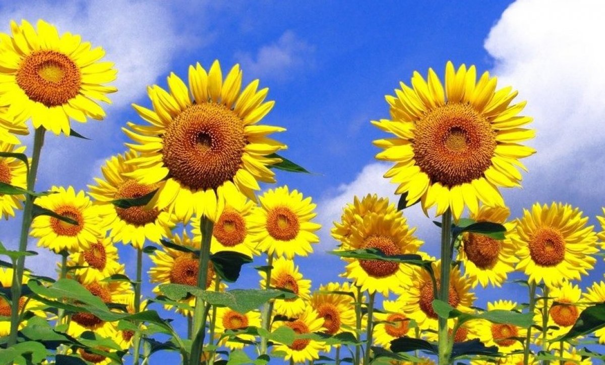 Günebakan çiçeği nedir