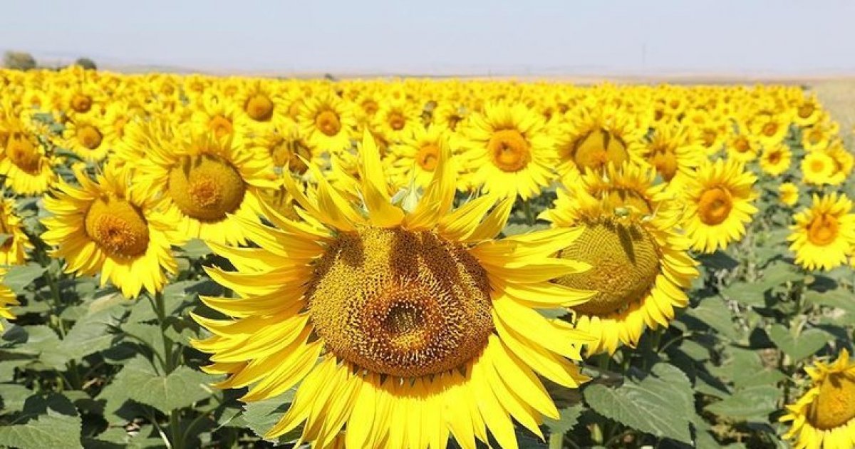 Günebakan çiçeği nedir