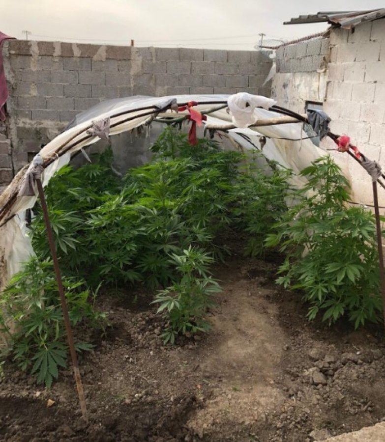 Hint keneviri serası kuran zanlıdan korona savunması