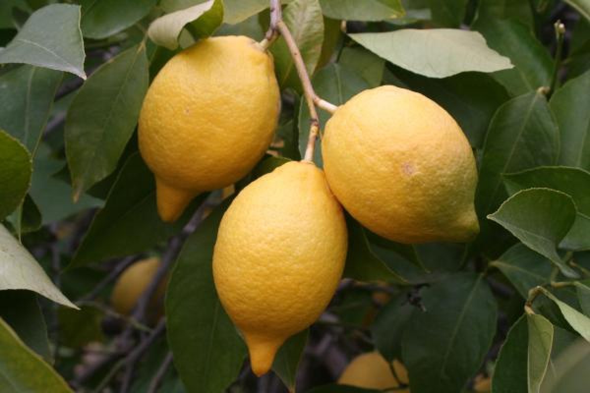 d Limon ihracatı izne bağlandı