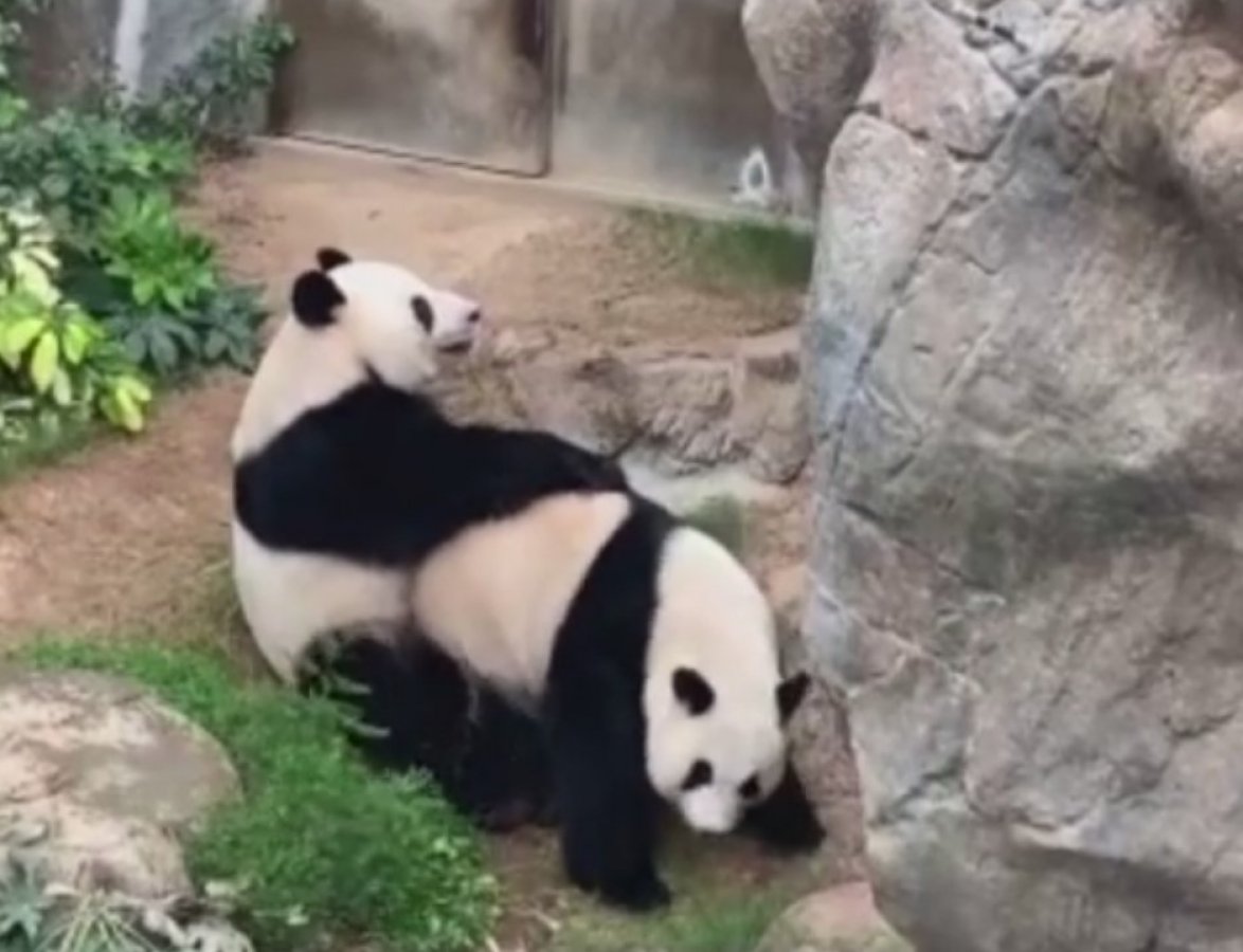 i Pandalar 10 yıl sonra çiftleşti