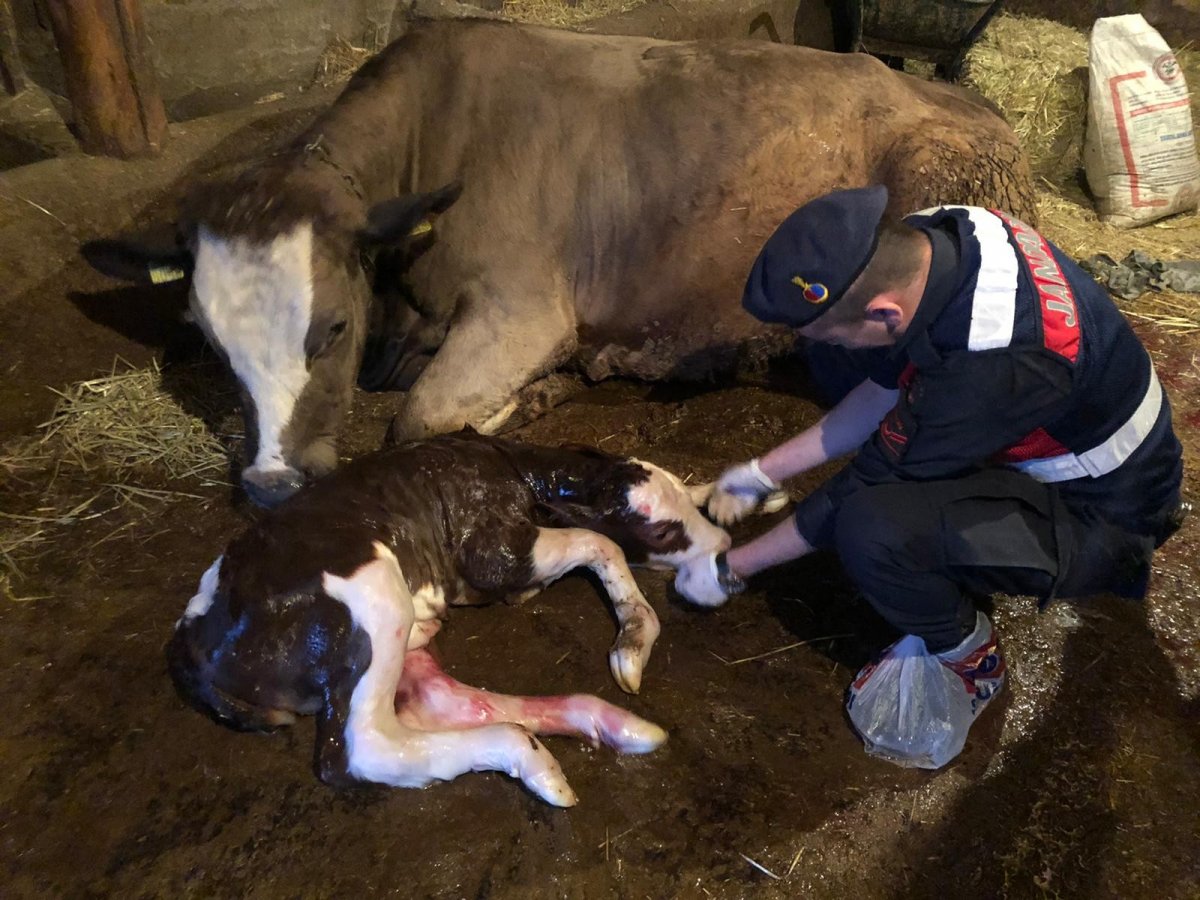 Yaşlı kadının ineğinin doğumunu jandarma yaptırdı