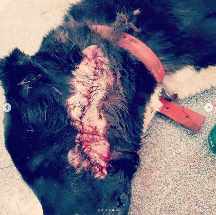 Ayvacık'ta sokak hayvanlarına eziyet