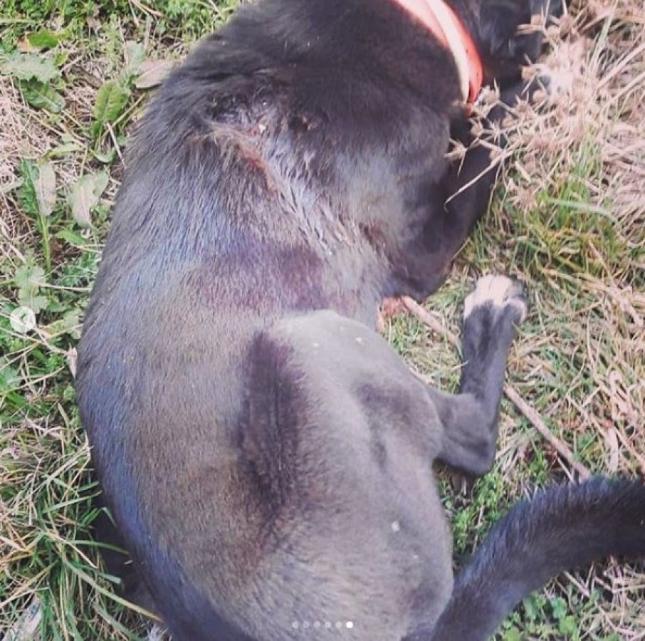 Ayvacık'ta sokak hayvanlarına eziyet