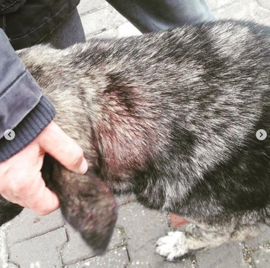 Ayvacık'ta sokak hayvanlarına eziyet