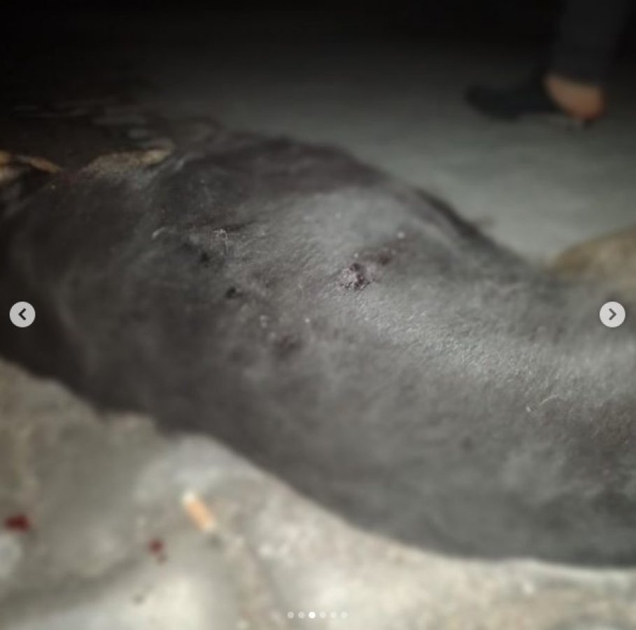 Ayvacık'ta sokak hayvanlarına eziyet