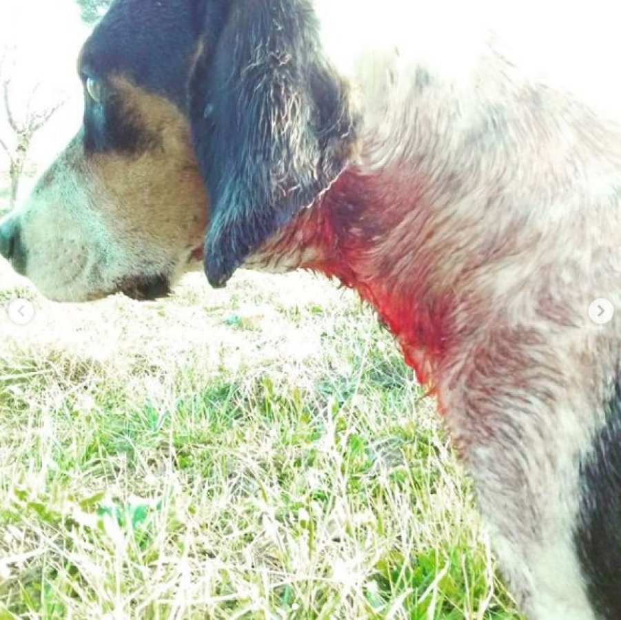 Ayvacık'ta sokak hayvanlarına eziyet