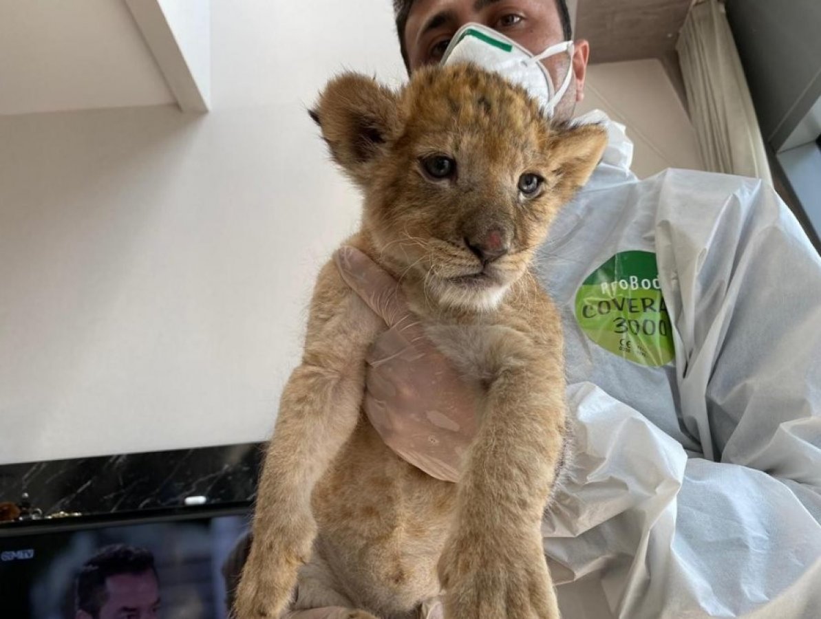 i İranlı mankenin rezidansında yavru aslan ve piton çıktı