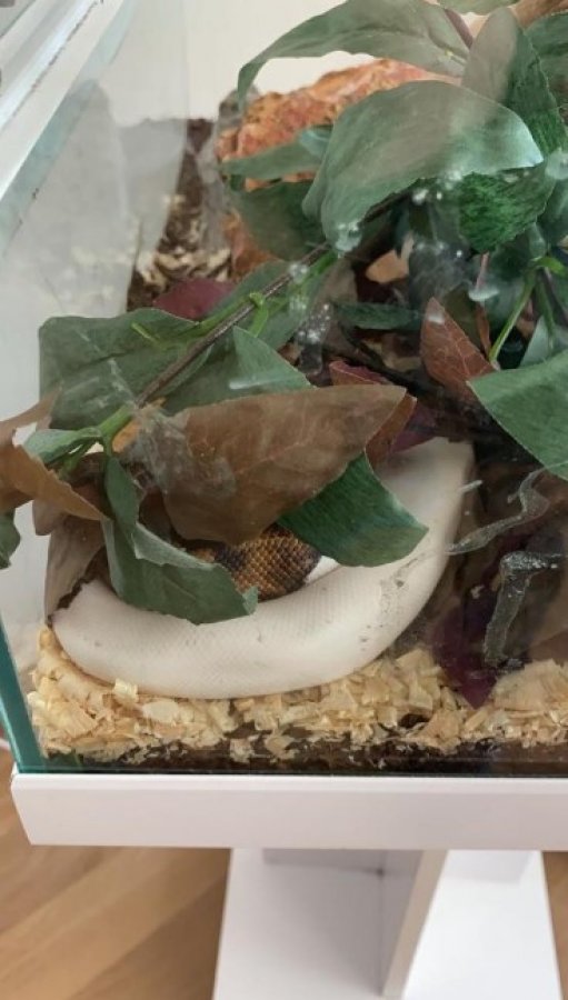 i İranlı mankenin rezidansında yavru aslan ve piton çıktı