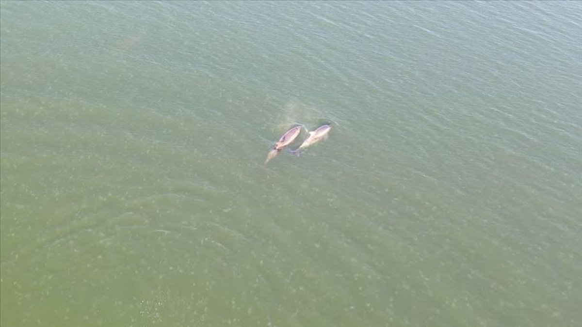İzmit Körfezi'nde yunusların dansı