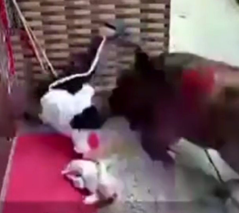 Kızgın boğa anne ve bebeğine saldırdı