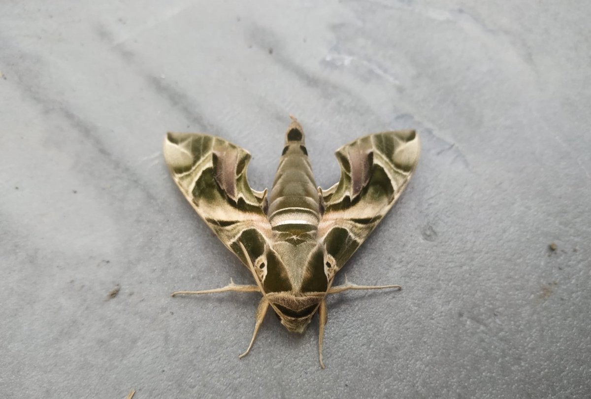Nadir görülen Mekik Kelebeği, Hakkari'de ortaya çıktı