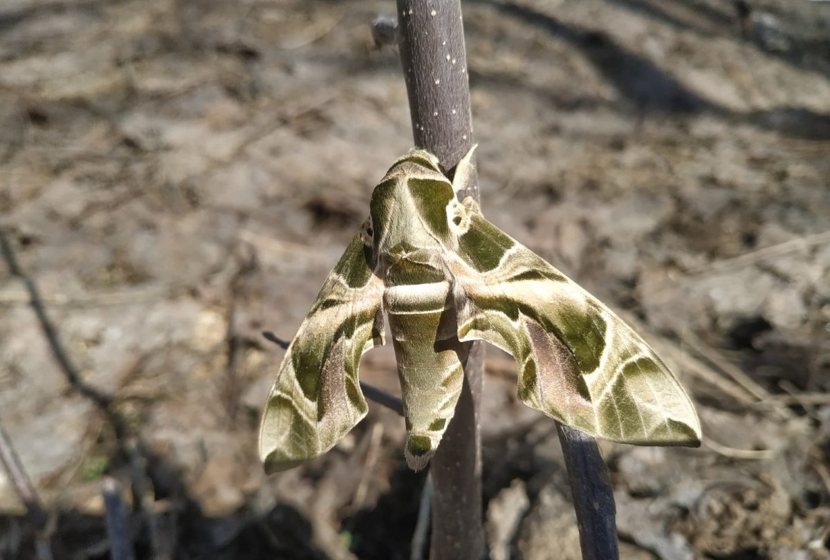 Nadir görülen Mekik Kelebeği, Hakkari'de ortaya çıktı
