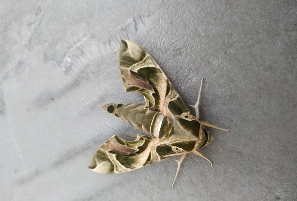 Nadir görülen Mekik Kelebeği, Hakkari'de ortaya çıktı