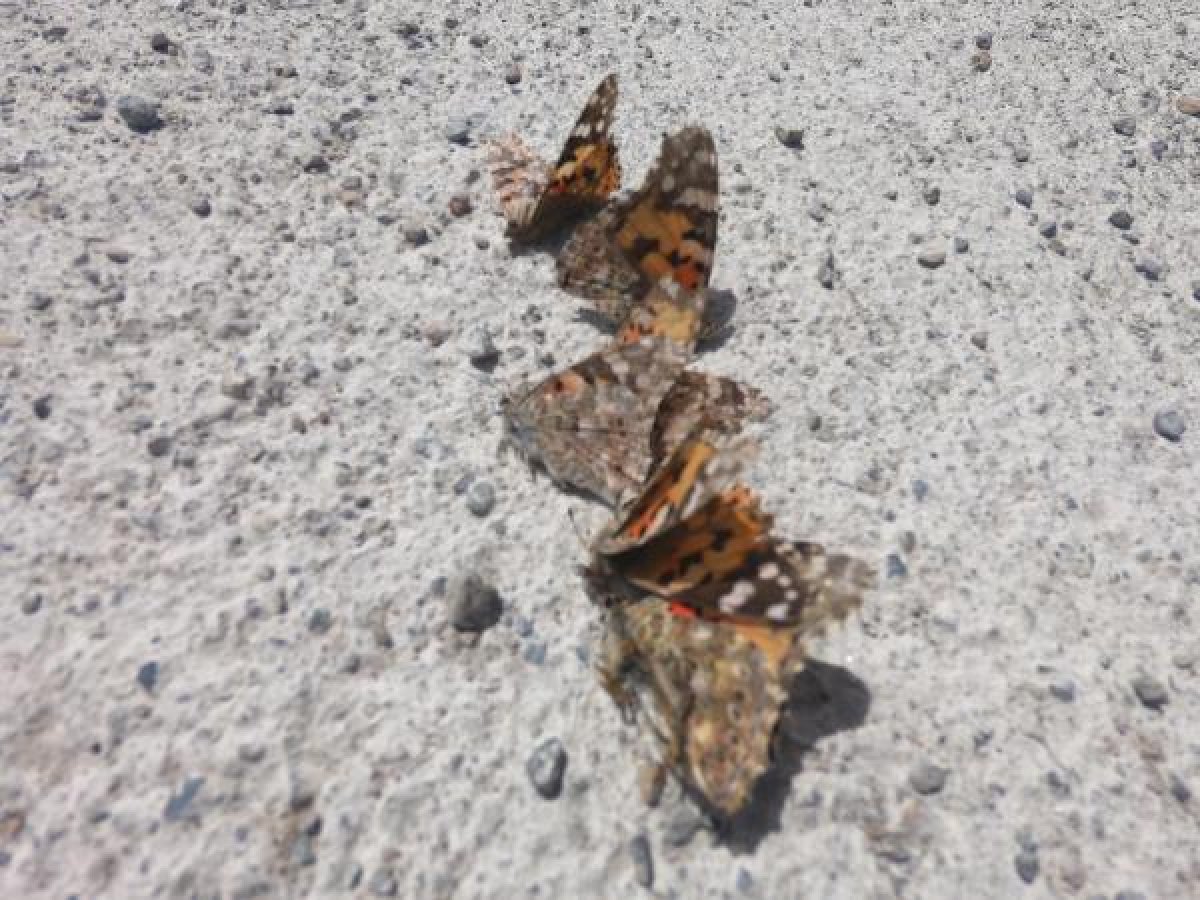 d Türkiye'de daha önce görülmeyen böcekler tehlike saçıyor