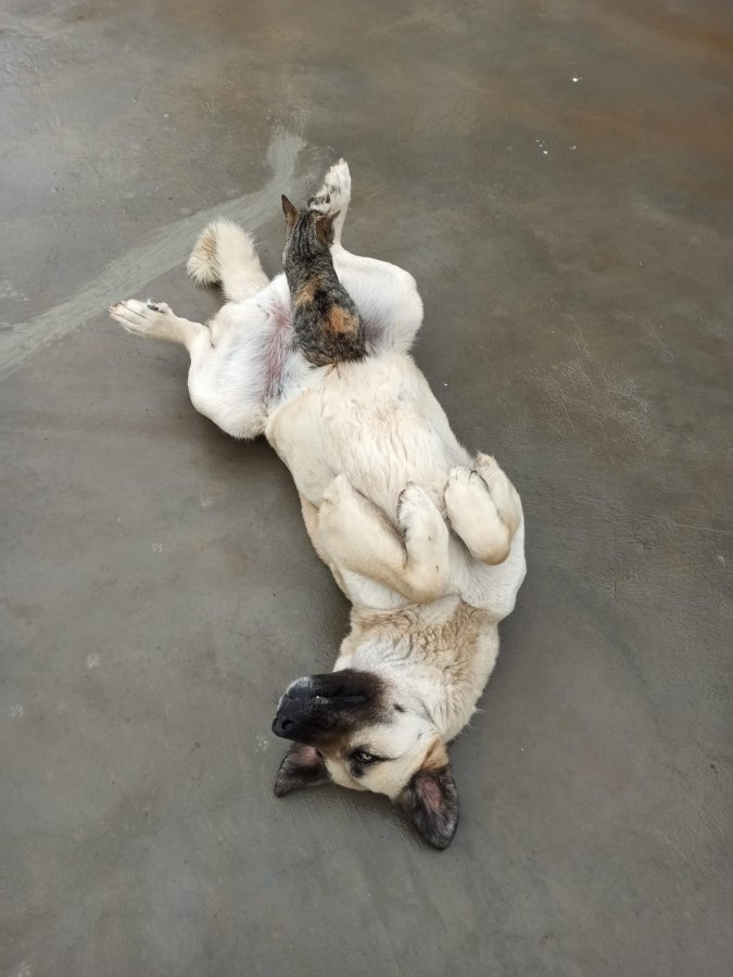 i Tunceli'de köpek ve kedinin kıskandıran dostluğu