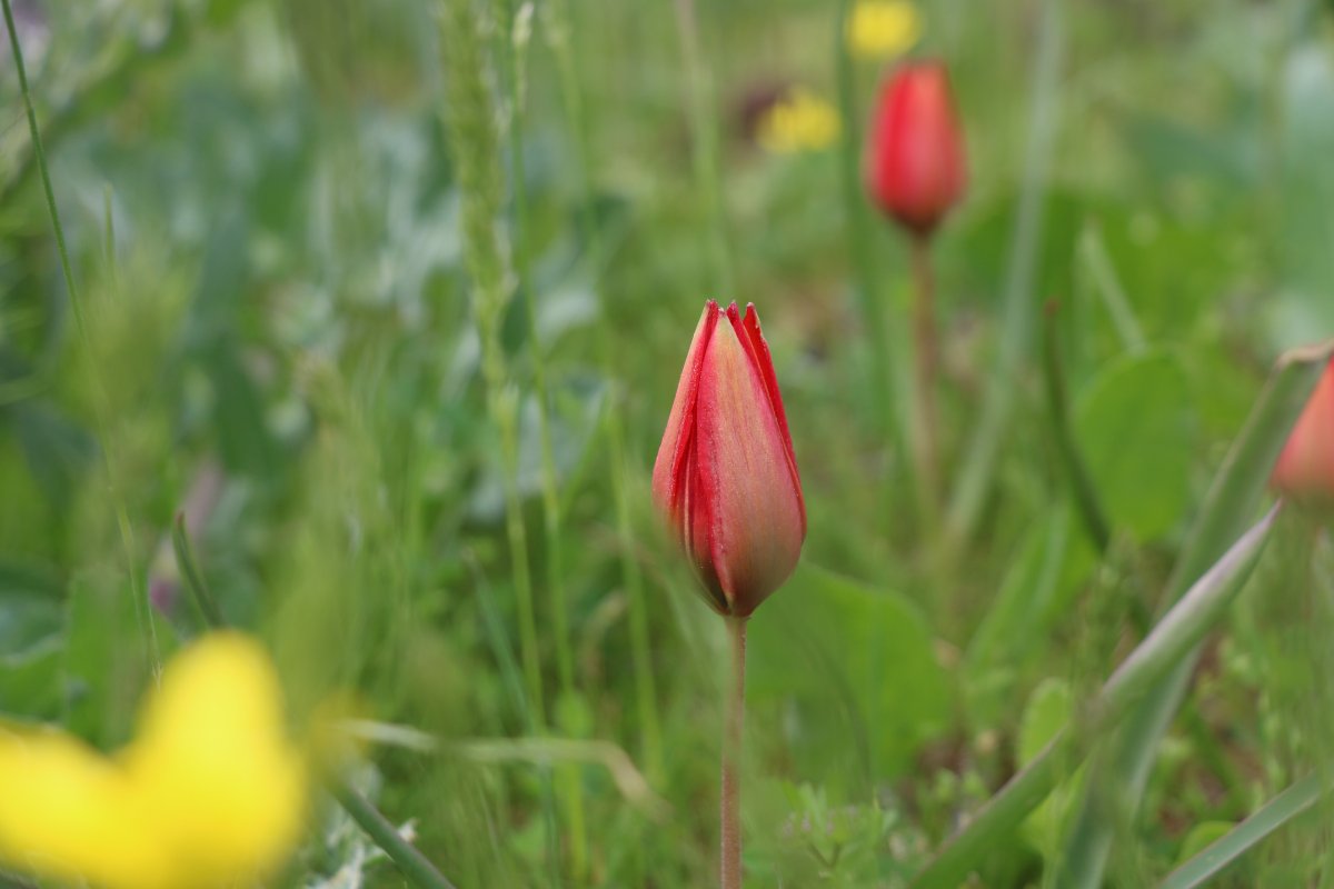i Korona, 73 bin liralık 'Manisa lalesi'ne yaradı