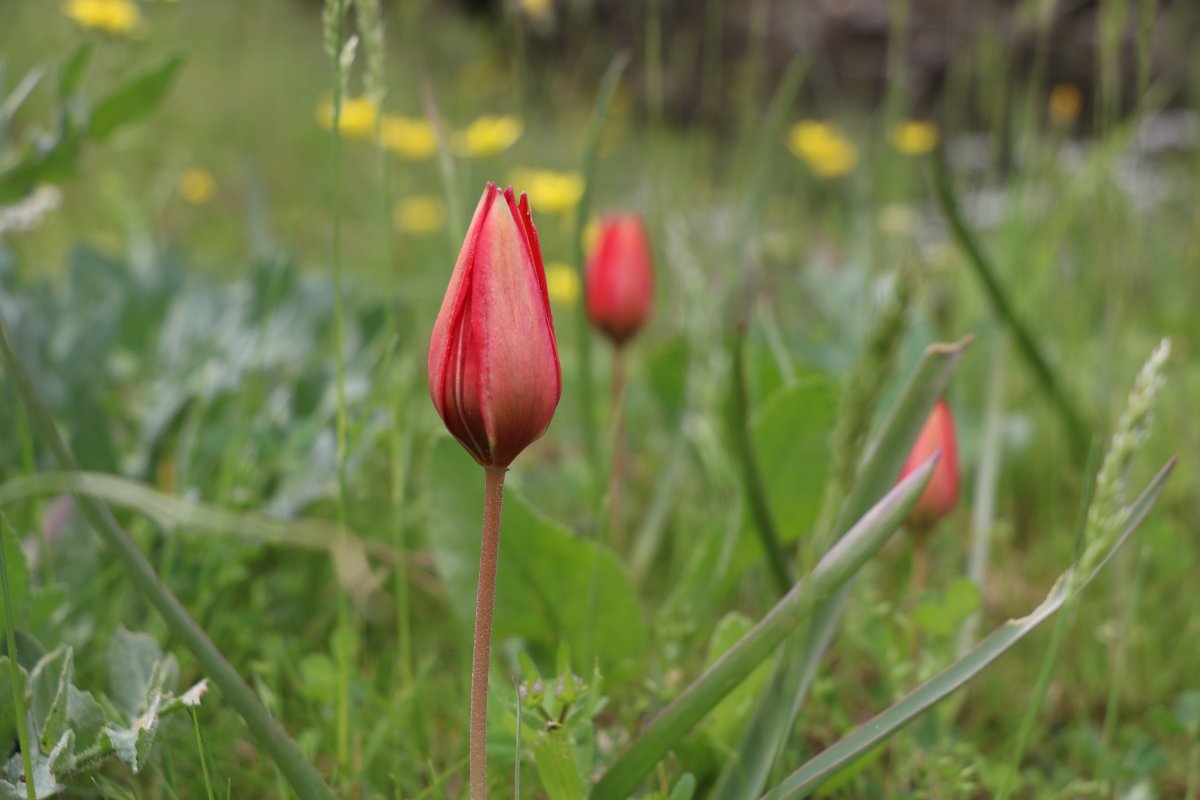 i Korona, 73 bin liralık 'Manisa lalesi'ne yaradı