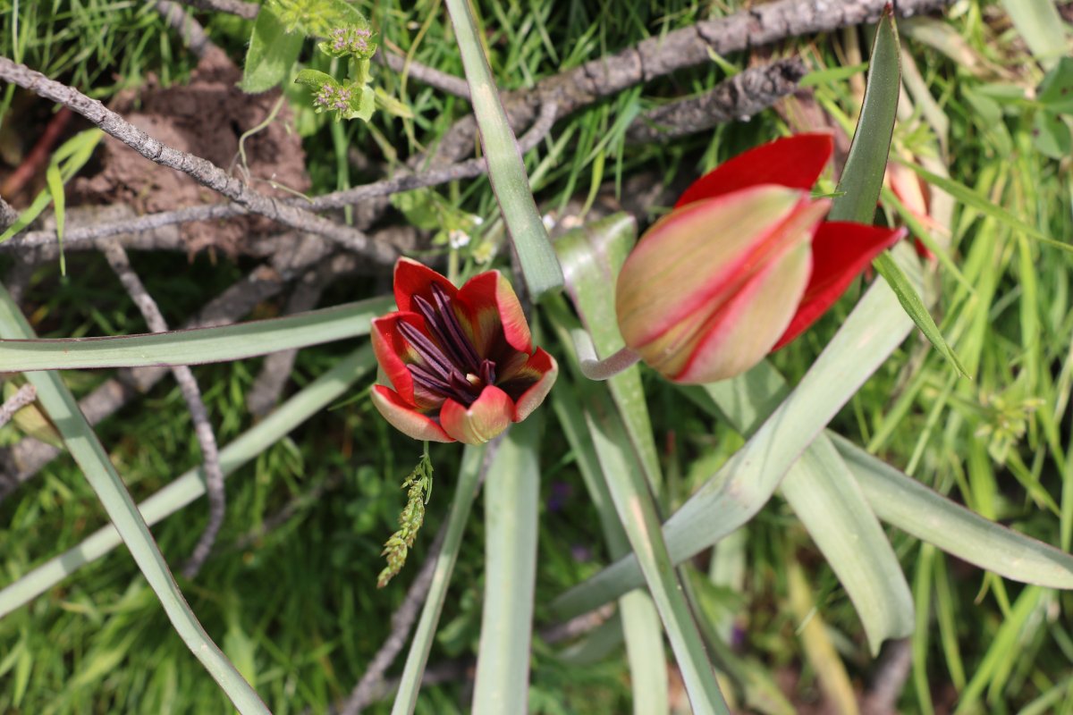 i Korona, 73 bin liralık 'Manisa lalesi'ne yaradı
