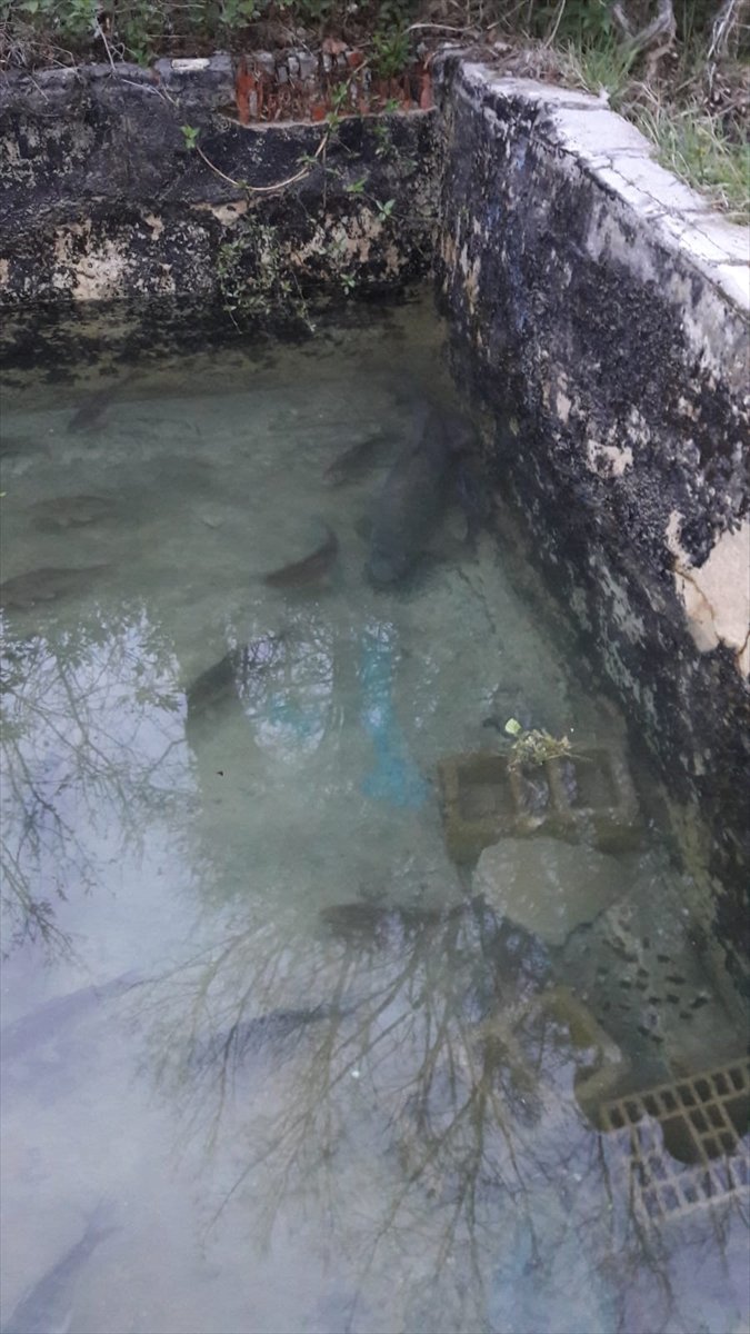 a Baraj gölünde avladı, havuzunda besleyip sattı