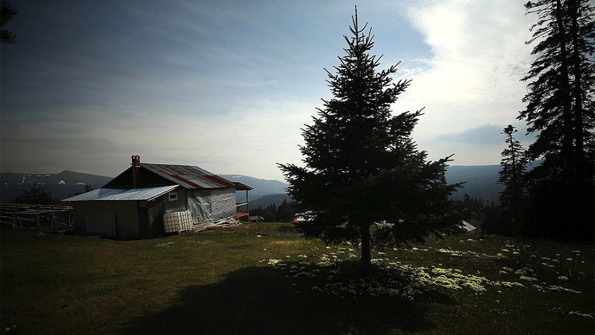 a Koronadan kaçmak için Düzce'nin yaylalarına çıktı