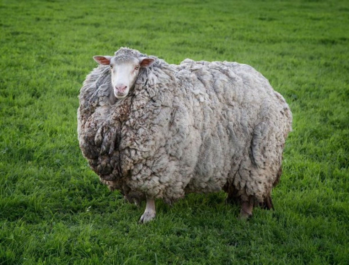 7 yıl sonra evine dönen koyun