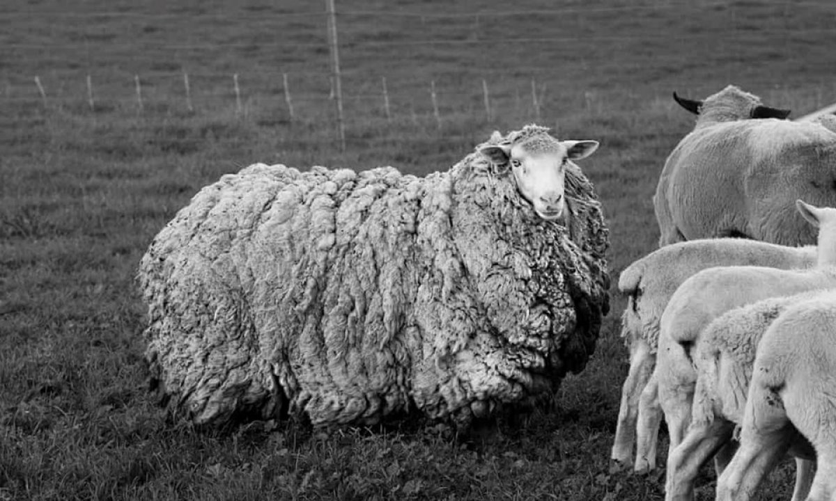 7 yıl sonra evine dönen koyun