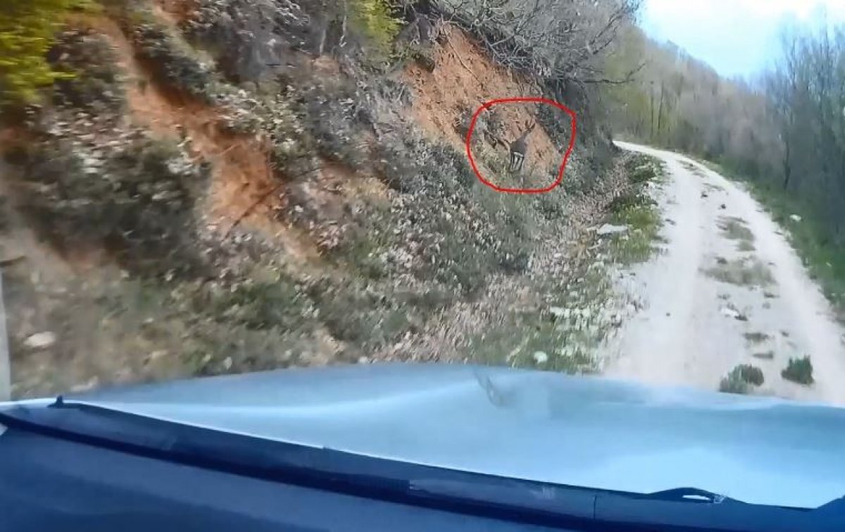 Av koruma ekiplerine yakalanan karaca